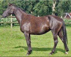 broodmare Holly (Hanoverian, 2008, from Hotline)