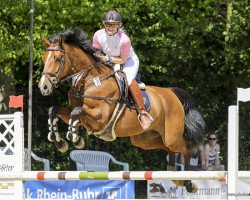 Springpferd Lucky's Quincy (Holsteiner, 2007, von Quidam's Rubin)