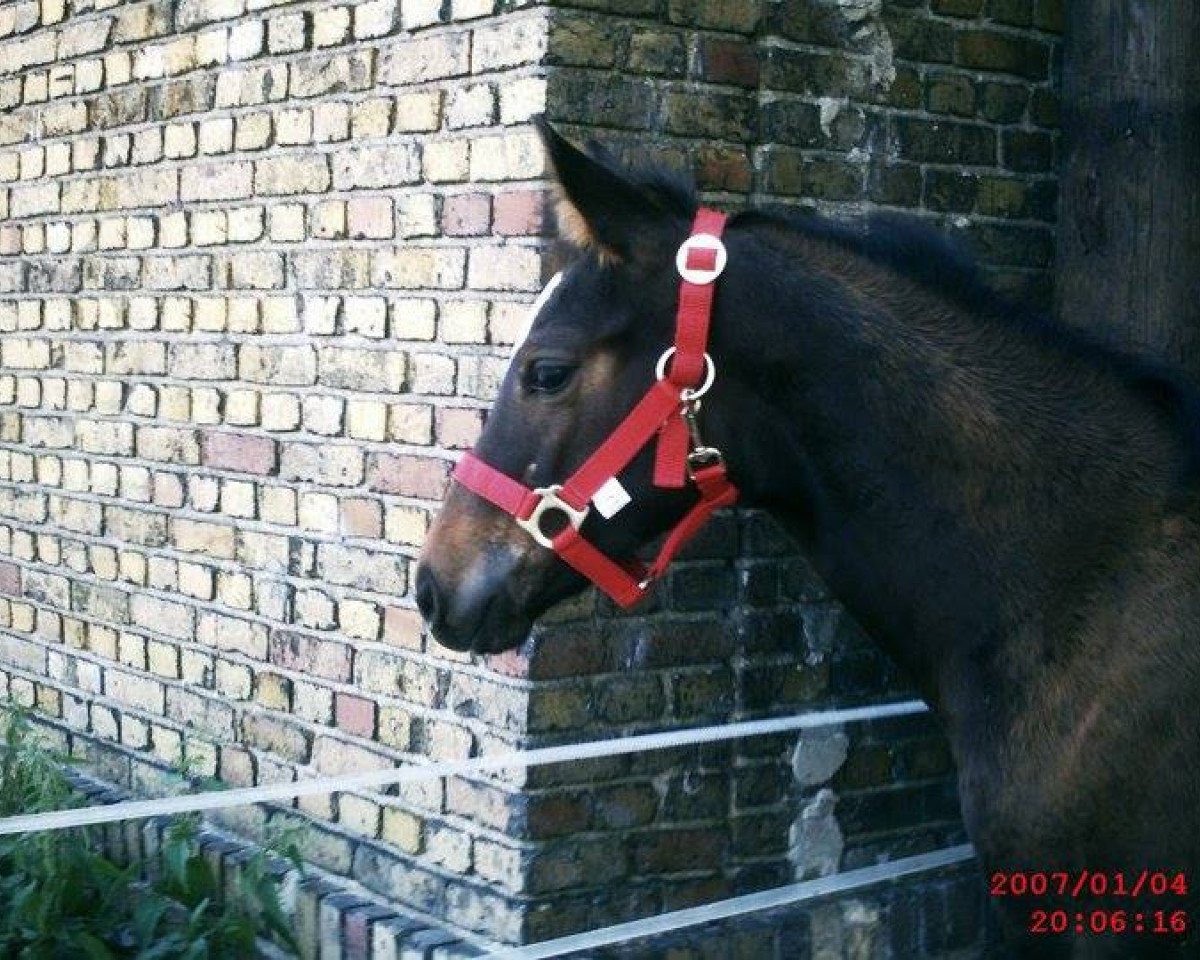 horse Faya 10 (Westphalian, 2008, from Fürst Grandios)