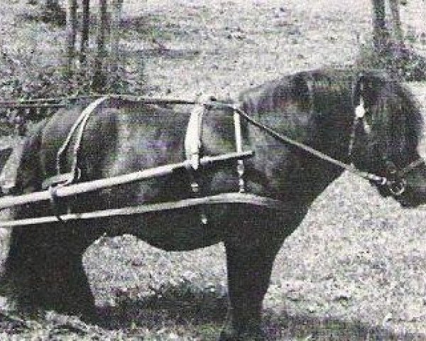 Deckhengst Pero (Shetland Pony, 1958, von Talewijn van Strypemonde)