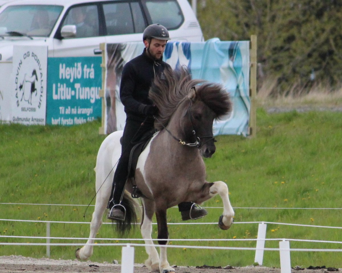 stallion Hrannar frá Skeidvöllum (Iceland Horse, 2008, from Ás frá Ármóti)