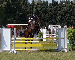 Springpferd Quidam's Prinz F (Edles Warmblut, 2010, von Quidam de Revel)