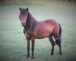 Pferd Glennir vom Zauberwald (Islandpferd, 2013, von Hrannar frá Skeidvöllum)