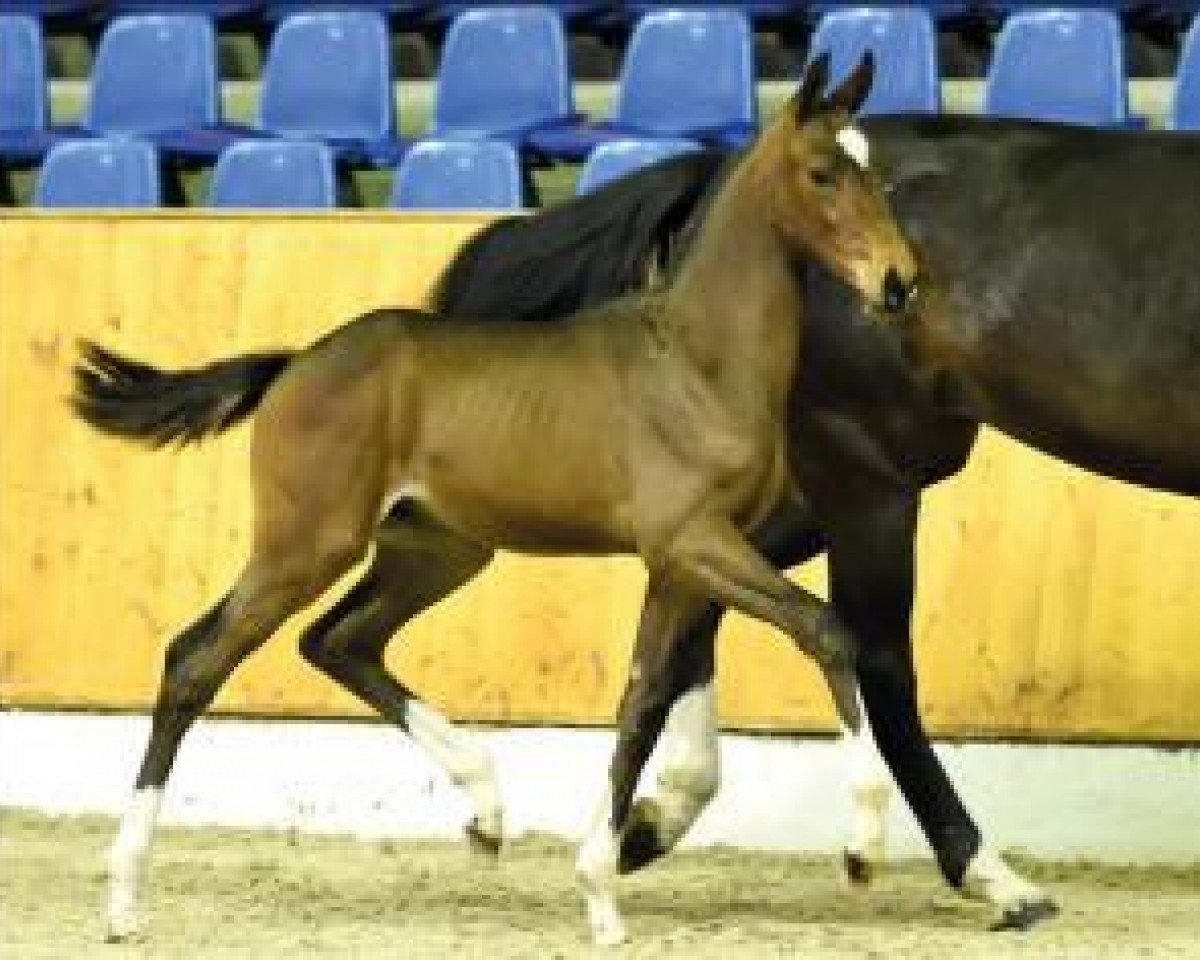 Springpferd Townsend b (Oldenburger, 2016, von Toulon)
