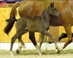 broodmare Happy Hour (Oldenburg, 2016, from Top Gear)