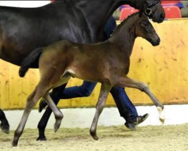 dressage horse Steinhuderin (Oldenburg, 2016, from San Amour I)