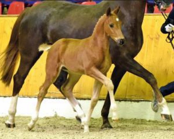 dressage horse Quantenkaiser (Oldenburg, 2016, from Quantensprung 3)