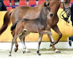 dressage horse Maybach (Oldenburg, 2016, from Morricone)