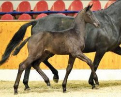 dressage horse Miles And More (Oldenburg, 2016, from Morricone)