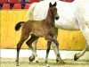 Springpferd Hickstead Love (Oldenburger Springpferd, 2016, von Hickstead White)