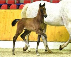 Springpferd Hickstead Love (Oldenburger Springpferd, 2016, von Hickstead White)