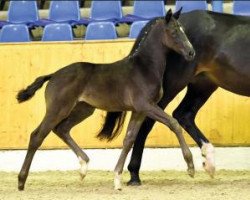 dressage horse Graditude (Oldenburg, 2016, from Grey Flanell)