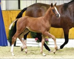 dressage horse Adele (Oldenburg, 2016, from Everdale)