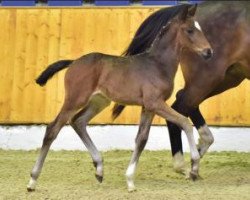 dressage horse Djamalla (Oldenburg, 2016, from Don Romanov)