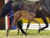 jumper Daisy Co B (Oldenburg show jumper, 2016, from Diamant de Semilly)