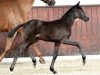 dressage horse Damenheld (Oldenburg, 2016, from Dante Weltino Old)