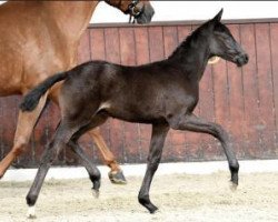 dressage horse Damenheld (Oldenburg, 2016, from Dante Weltino Old)