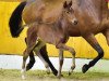 stallion Coupe Dream (Oldenburg show jumper, 2016, from Coupe Gold)