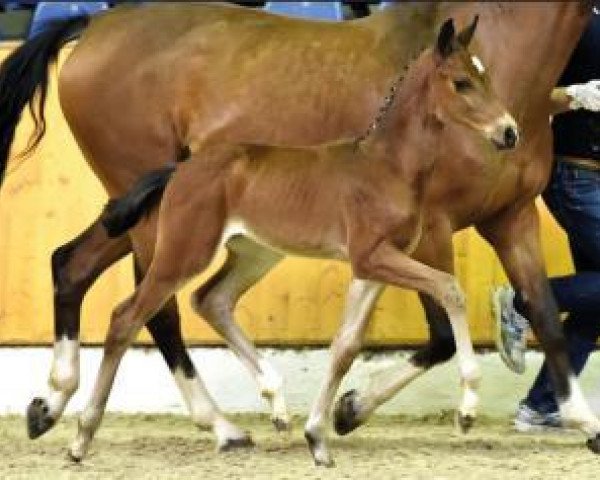 Springpferd M.c. Armstrong (Oldenburger Springpferd, 2016, von Cornet's Boy RM)