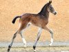 stallion Casithargos -H (Oldenburg show jumper, 2016, from Casino Berlin OLD)