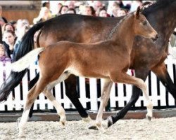 Springpferd Couleur Tail (Dänisches Warmblut, 2016, von Cador 5)