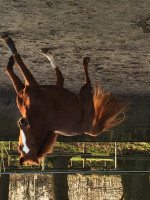 dressage horse Fellini 133 (Westphalian, 2010, from Fleury)