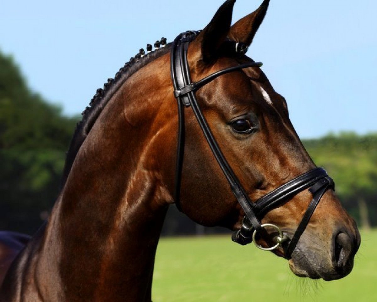 stallion San Giorgio (Oldenburg, 1999, from Sandro Hit)