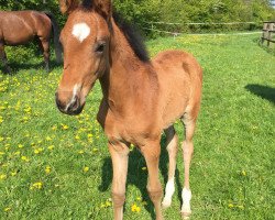 dressage horse Hengst von Millennium/T. x Sir Donnerhall I (Westphalian, 2016, from E.H. Millennium)