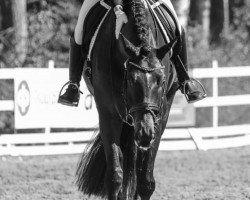 dressage horse Radcliff 4 (Oldenburg, 2011, from Glock's Romanov)