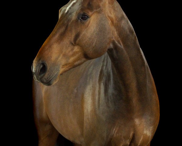 Dressurpferd Cajun Mador (Holsteiner, 2011, von Consens)