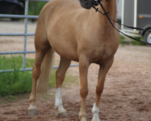 dressage horse Paula 507 (Haflinger, 2006, from Nordlicht)
