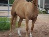 Dressurpferd Paula 507 (Haflinger, 2006, von Nordlicht)