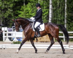 dressage horse Drappatoni (Hanoverian, 2010, from Don Presidente)