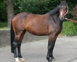 Springpferd Calimera 50 (Holsteiner, 2008, von Contender)