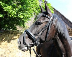 horse Denver (KWPN (Royal Dutch Sporthorse), 2008, from Decor Dreamcatcher)