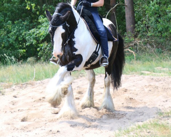 Pferd Confetti (Tinker / Irish Cob / Gypsy Vanner, 2005, von Cahal)