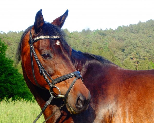 horse Lugano (Oldenburg show jumper, 2002, from Latouro)