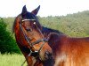 horse Lugano (Oldenburg show jumper, 2002, from Latouro)