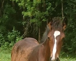 Pferd Erlprinz D (Sächs.-Thür. Schweres Warmbl., 2021, von Erlkönig 41)