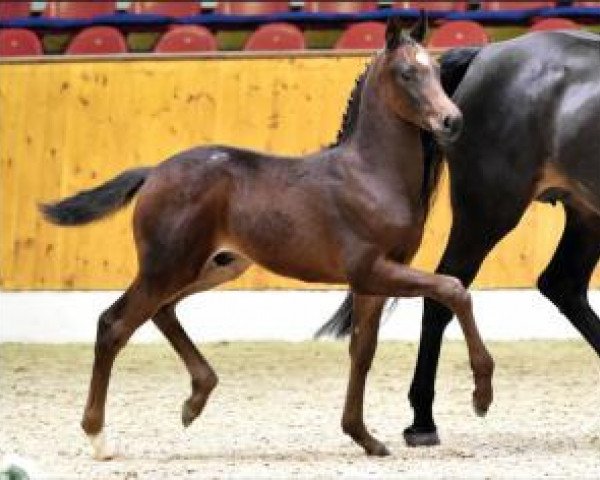 dressage horse Stormtrooper (Oldenburg, 2016, from San Amour I)