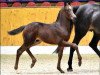 dressage horse Stormtrooper (Oldenburg, 2016, from San Amour I)