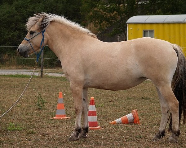 Pferd Liath von der Amalienruh (Fjordpferd, 2010, von Klosterhof's Fiete)