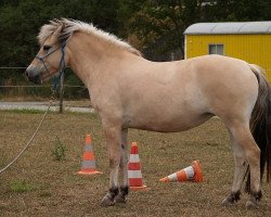 horse Liath von der Amalienruh (Fjord Horse, 2010, from Klosterhof's Fiete)