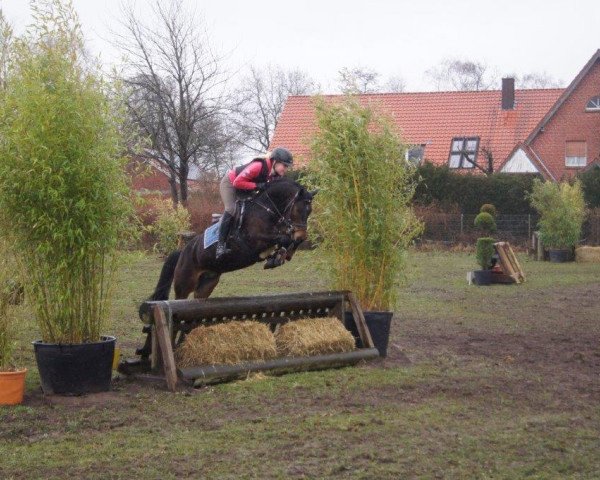 jumper Murphy mc Fly (German Riding Pony, 2008, from Marck B.S.)