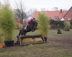 Springpferd Murphy mc Fly (Deutsches Reitpony, 2008, von Marck B.S.)