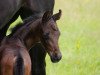 dressage horse From June (Westphalian, 2016, from For Romance I)