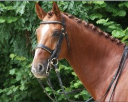 dressage horse Roque Santa Cruz S (Westphalian, 2005, from Royal Diamond)