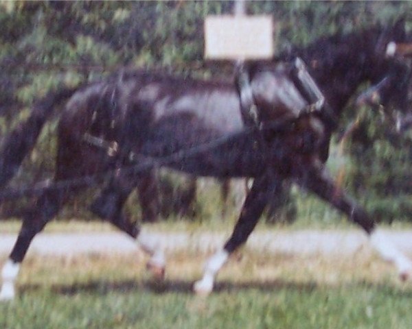 broodmare Farina (Württemberger, 1978, from Fugato)