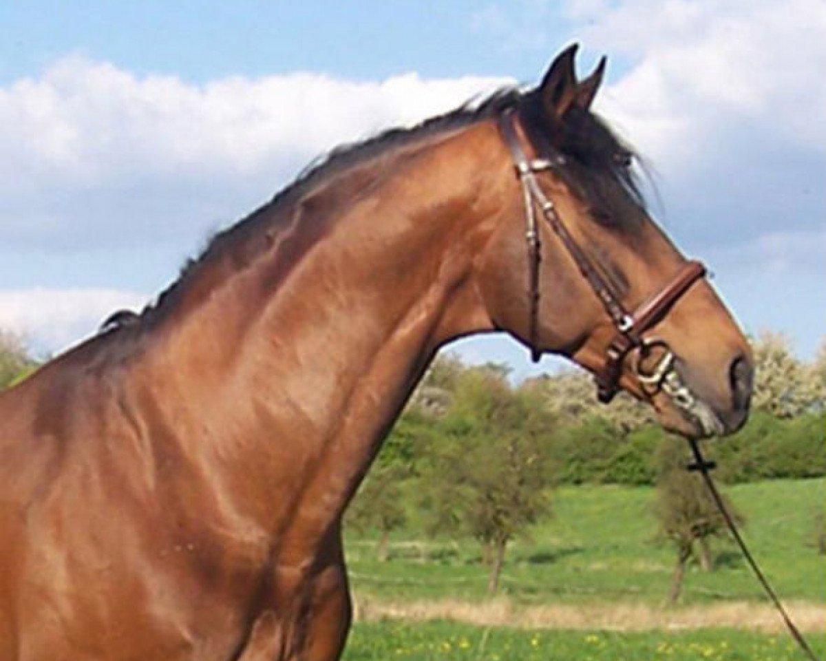 Deckhengst Lonsdale (Hannoveraner, 1990, von Lemon Tree)