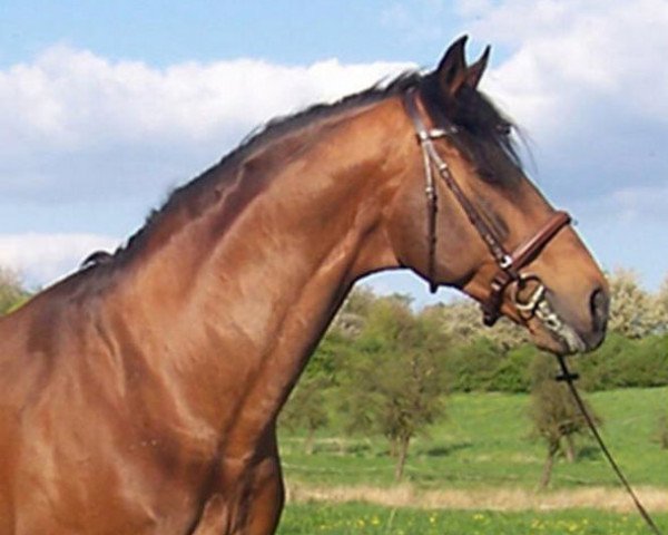 stallion Lonsdale (Hanoverian, 1990, from Lemon Tree)